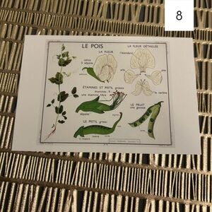 🫛French Language Single Postcard Art Print - Vintage Botany - Peas 8